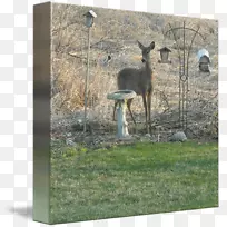 鹿动物群野生动物水彩鹿-空若网 鹿动物群野生动物水彩鹿-空若网