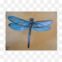 地球与精神画廊昆虫鼓艺术博物馆蜻蜓手绘花边-空若网 地球与精神画廊昆虫鼓艺术博物馆蜻蜓手绘花边-空若网