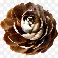 Adobe�廭������-ʥ����-������