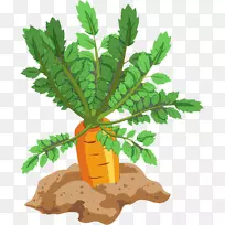 ���ܲ�Ҷ�߲�ʳƷ���ܲ�-������