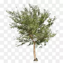 ��Ҷ��-԰������-������