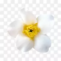 水仙蛾兰花开花植物花瓣-春天元素-空若网 水仙蛾兰花开花植物花瓣-春天元素-空若网