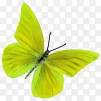 ºûµûÀ¥³æµû¶ê´«·ÛÆ÷-´º¼¾ÔªËØ-¿ÕÈôÍø ºûµûÀ¥³æµû¶ê´«·ÛÆ÷-´º¼¾ÔªËØ-¿ÕÈôÍø