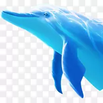 图库溪普通宽吻海豚-空若网 图库溪普通宽吻海豚-空若网