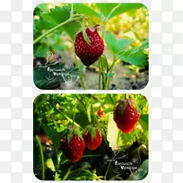 覆盆子食物草莓树-空若网 覆盆子食物草莓树-空若网