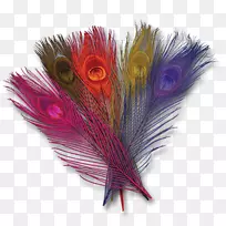 动物产品羽毛喙-金孔雀-空若网 动物产品羽毛喙-金孔雀-空若网