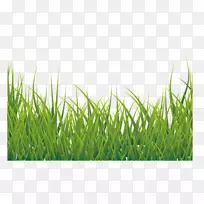 ͼ±ê-Â̲Ý-¿ÕÈôÍø ͼ±ê-Â̲Ý-¿ÕÈôÍø