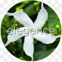 阿拉伯茉莉花,茉莉花-空若网 阿拉伯茉莉花,茉莉花-空若网