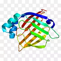 心脏型脂肪酸结合蛋白链基因-空若网 心脏型脂肪酸结合蛋白链基因-空若网