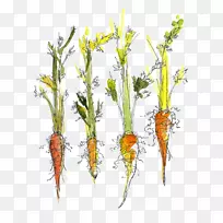 胡萝卜蔬菜绘图厨房菜园胡萝卜-空若网 胡萝卜蔬菜绘图厨房菜园胡萝卜-空若网