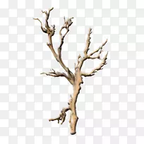树枝,植物,根,树枝-空若网 树枝,植物,根,树枝-空若网