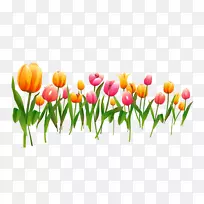 郁金香花-郁金香-空若网 郁金香花-郁金香-空若网