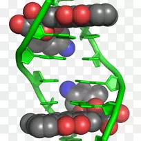 阿霉素插入DNA蒽环类化疗百科全书-空若网 阿霉素插入DNA蒽环类化疗百科全书-空若网