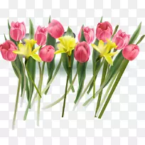 郁金香花-郁金香-空若网 郁金香花-郁金香-空若网