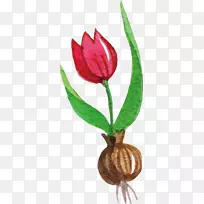 �����㻨-������-������