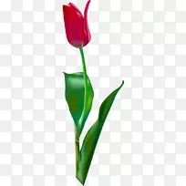 欧式郁金香-空若网 欧式郁金香-空若网