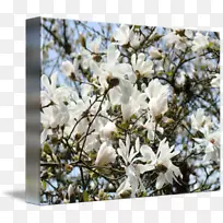 木兰科开花植物-木兰花画-空若网 木兰科开花植物-木兰花画-空若网