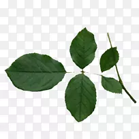 叶柄树-空若网 叶柄树-空若网