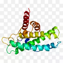 视网膜母细胞瘤蛋白细胞周期蛋白产生-dna基因-空若网 视网膜母细胞瘤蛋白细胞周期蛋白产生-dna基因-空若网