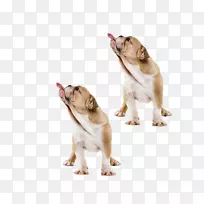 达克斯犬澳大利亚牛犬马耳他犬pekapoo小狗-小狗舌头-空若网 达克斯犬澳大利亚牛犬马耳他犬pekapoo小狗-小狗舌头-空若网