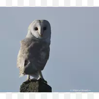 猛禽,猫头鹰,动物-水色猫头鹰-空若网 猛禽,猫头鹰,动物-水色猫头鹰-空若网