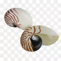 螺旋贝壳-螺丝-空若网 螺旋贝壳-螺丝-空若网