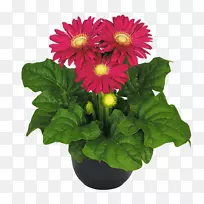 ����ʿ�߾տ��л��ջ�������ɫ-������