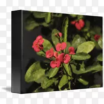 ����ֲ��Ǿޱ�ƻ����-������