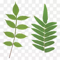 Ҷ����ͼ���������Ҷľ��-������