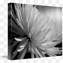 ��ɫ��Ӱ������ӰС��-������