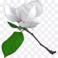 ˮ�ʻ���ˮ�ʻ�������ľ����-������