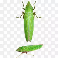 �ȳ�-������