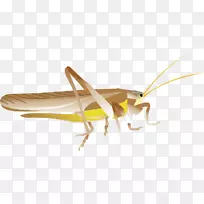 昆虫-蝗虫-蝗虫载体材料-空若网 昆虫-蝗虫-蝗虫载体材料-空若网