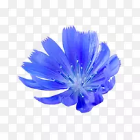 玉米花电脑图标蓝色-空若网 玉米花电脑图标蓝色-空若网