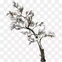 树枝木本植物剪贴画-活力绿树图片-空若网 树枝木本植物剪贴画-活力绿树图片-空若网