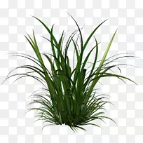 香茅草本植物-透明广告牌-空若网 香茅草本植物-透明广告牌-空若网