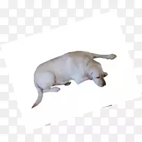 海洋食肉动物-黄色小狗-空若网 海洋食肉动物-黄色小狗-空若网