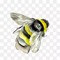 大黄蜂昆虫水彩画.水彩画-空若网 大黄蜂昆虫水彩画.水彩画-空若网