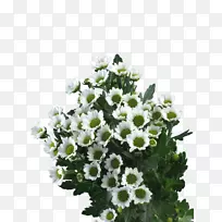 切花设计菊花-白菊花-空若网 切花设计菊花-白菊花-空若网