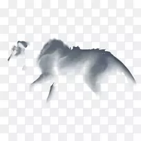 台式机壁纸鼻子电脑动物壁纸日落狮-空若网 台式机壁纸鼻子电脑动物壁纸日落狮-空若网