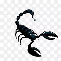 蝎子星座占星术黑蝎子材料-空若网 蝎子星座占星术黑蝎子材料-空若网