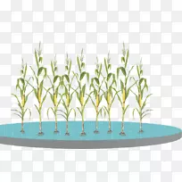 ���׺̱���ֲ���ѧ-����Ҷ-������