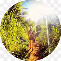 森林生态乔木草科食竹-空若网 森林生态乔木草科食竹-空若网