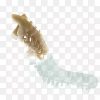 颌骨生物-骨材料-空若网 颌骨生物-骨材料-空若网