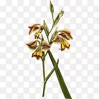 ����ֲ�ﾥ-����Ҷ-������