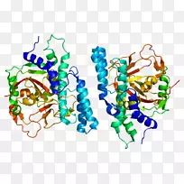 聚(ADP-核糖)聚合酶PARP 1蛋白Parp抑制剂BRCA 1-蛋白-空若网 聚(ADP-核糖)聚合酶PARP 1蛋白Parp抑制剂BRCA 1-蛋白-空若网