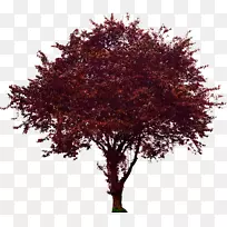 树开花山茱萸枫树李李载体-空若网 树开花山茱萸枫树李李载体-空若网