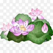 Nelumbo nucifera绘图埃及荷花夹艺术-水莲花-空若网 Nelumbo nucifera绘图埃及荷花夹艺术-水莲花-空若网