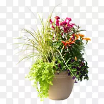 家园花园一年生植物切花紫甘薯-空若网 家园花园一年生植物切花紫甘薯-空若网