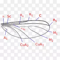 古北界双翅目昆虫翅脉虫蚊名录-空若网 古北界双翅目昆虫翅脉虫蚊名录-空若网